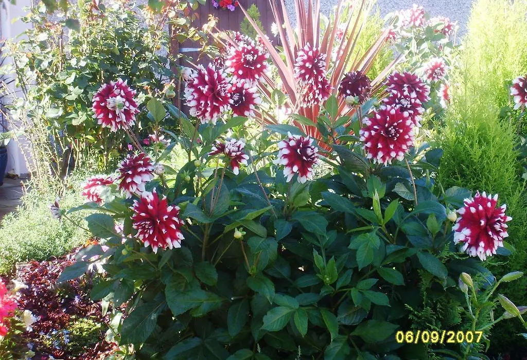 Braeside House-1